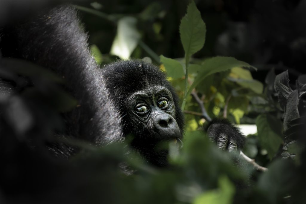 5 Days Rwanda Congo Gorilla Trekking Adventure