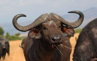 Top 5 safari activities in Queen Elizabeth National Park