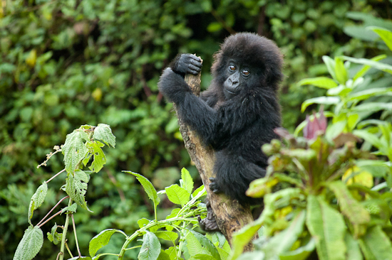 Guidelines on how we should conserve and protect the Mountain Gorillas