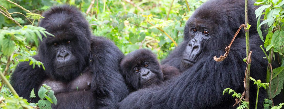 5 Reasons why you should trek Gorillas in Uganda