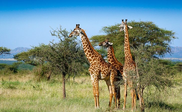 6 Days Wildlife Tanzania Safari