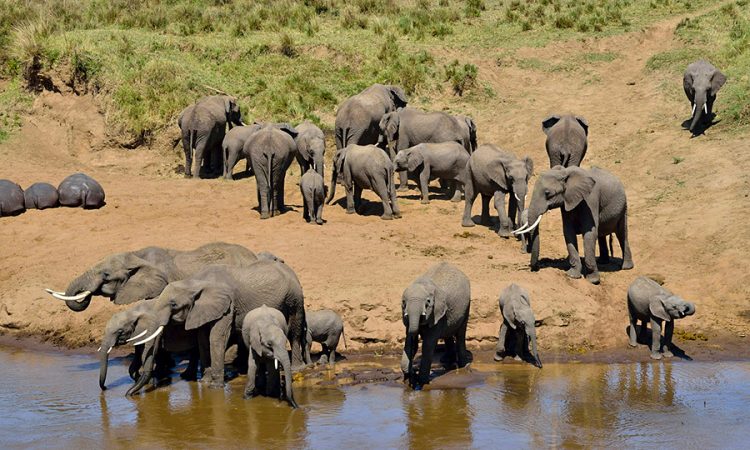 6 Days Wildlife Tanzania Safari
