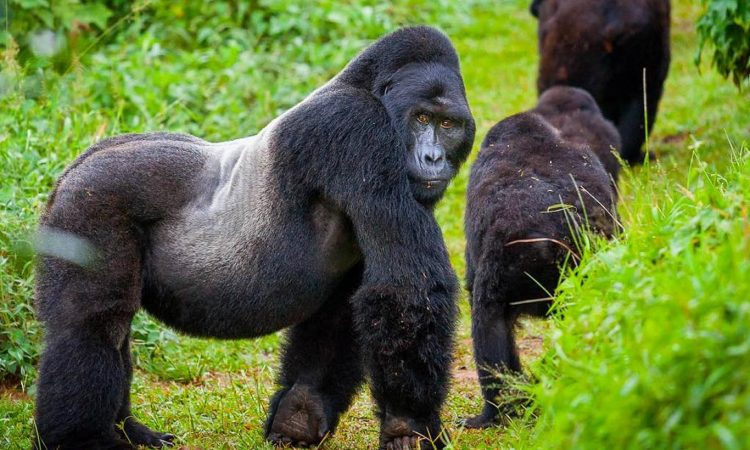 Must do activities in Volcanoes national park