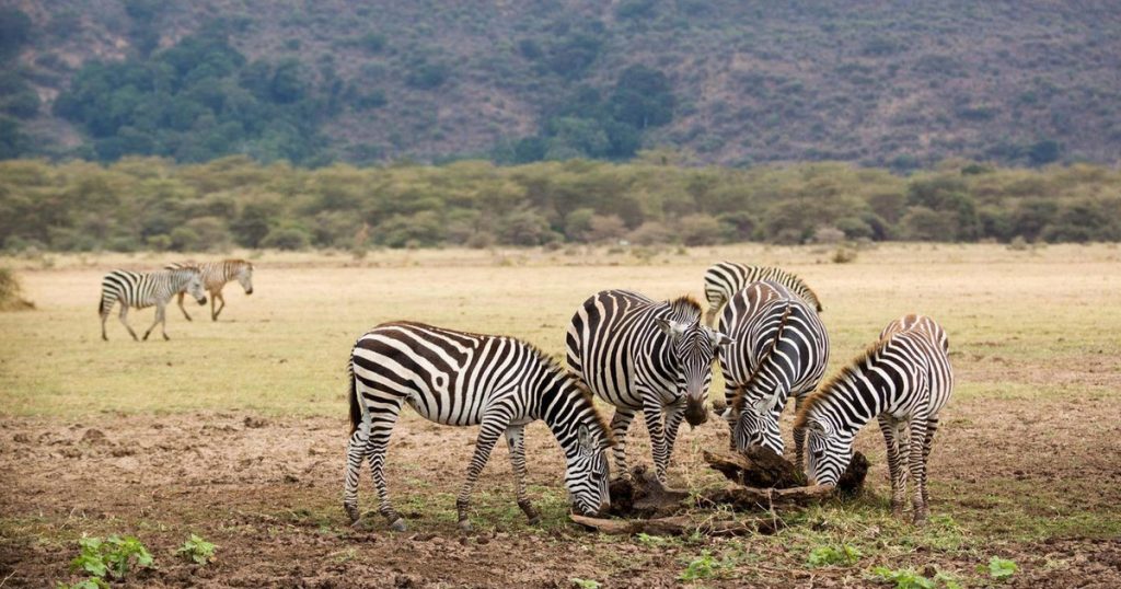 6 Days Wildlife Tanzania Safari