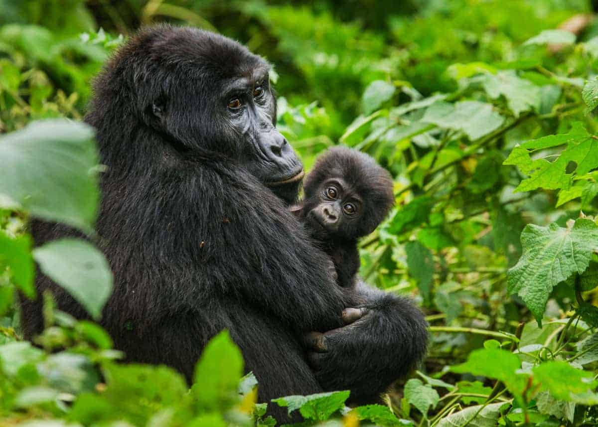 Gorilla trekking Uganda Price