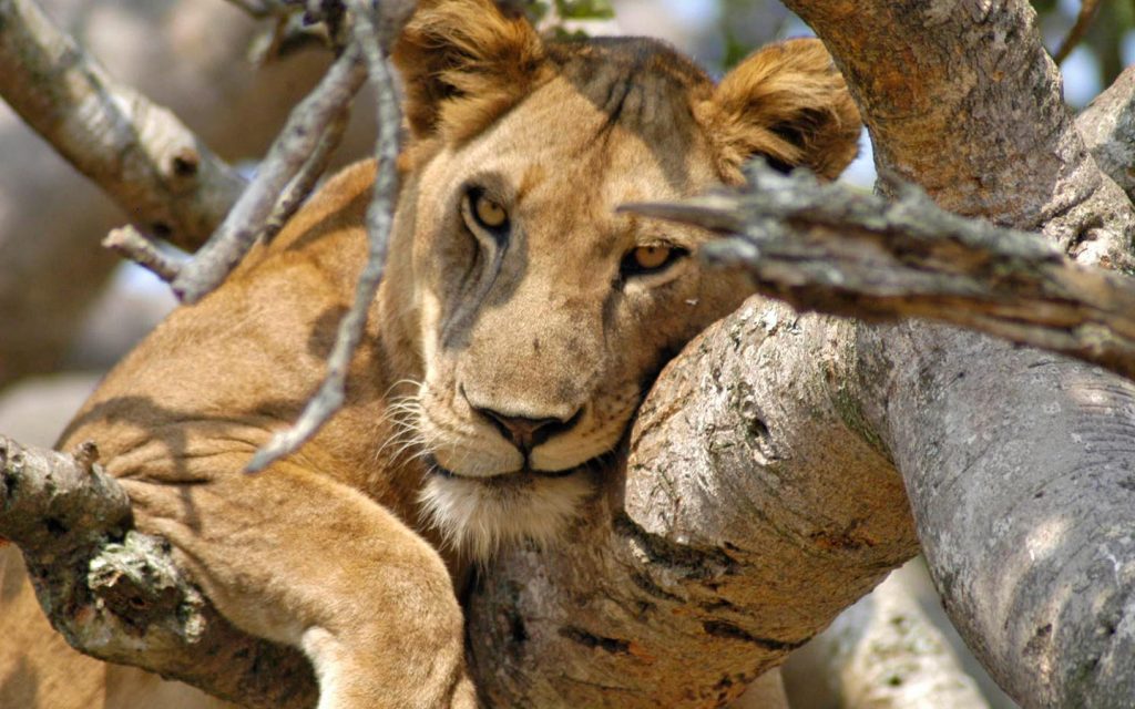 Explore Uganda with confidence this campaign season