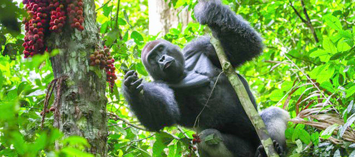 Budget Honeymoon Places in Uganda