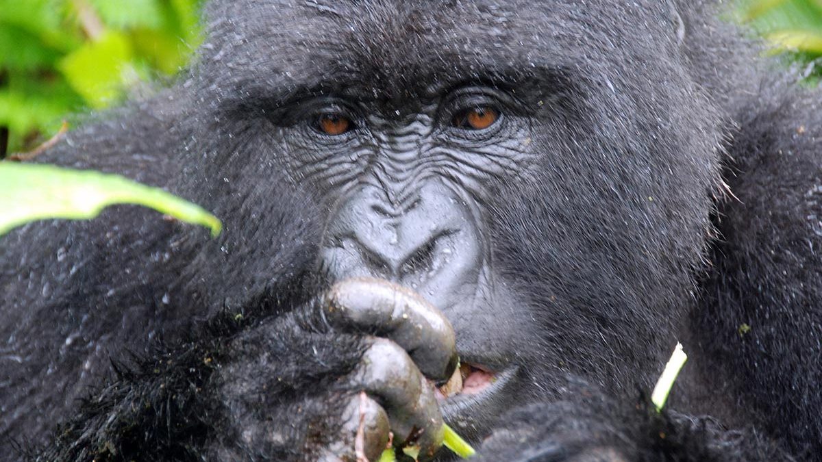2022 Gorilla trekking permits in Volcanoes national park Rwanda