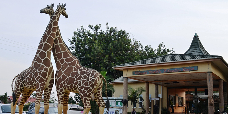 Behind the scenes at the Uganda Wildlife Education Centre