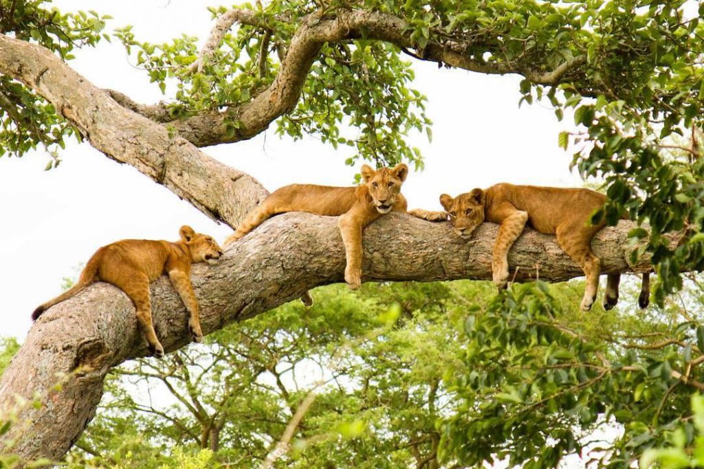 Which national park is famous for lions in Uganda?
