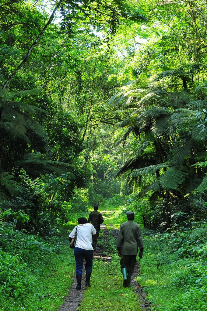 Gorilla tours in Rushaga sector
