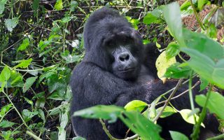 6 Days Masai Mara and Bwindi gorilla Safari