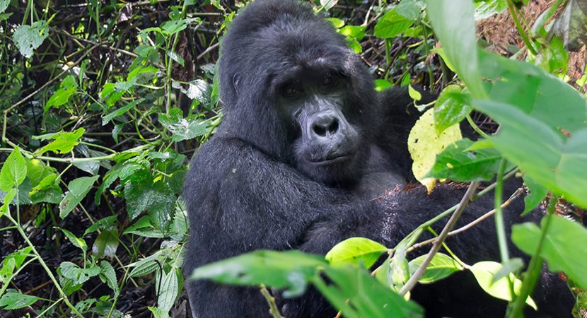 6 Days Masai Mara and Bwindi gorilla Safari