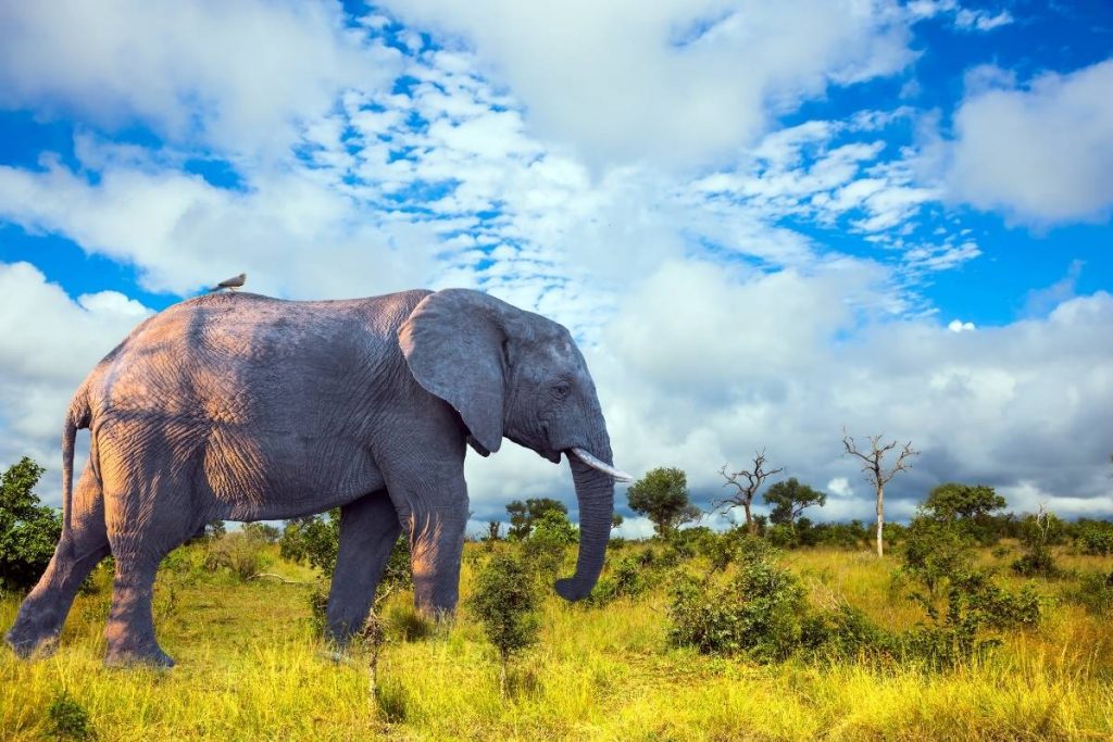 Can the rain affect my safari?