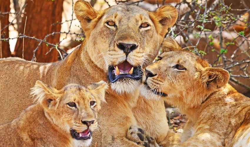 Where to see Lions in Uganda