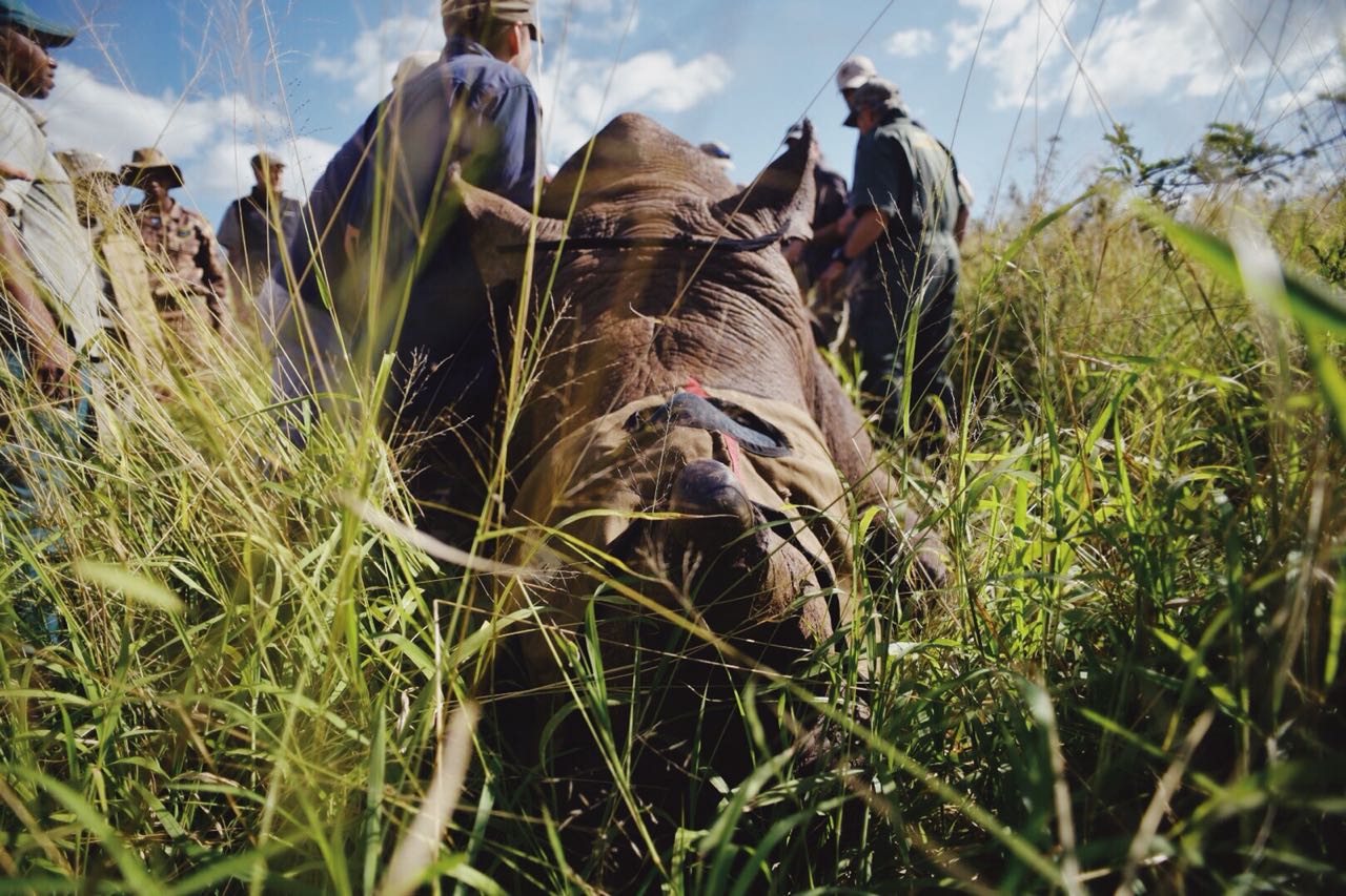 Threats to wildlife in Uganda