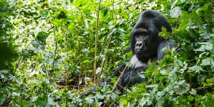 Gorilla trekking in Ruhija sector