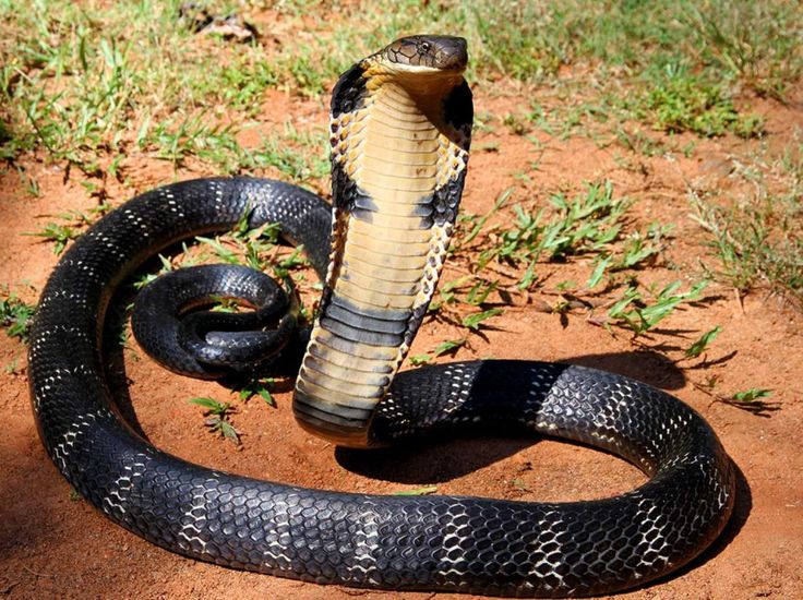 Kampala Snake Park