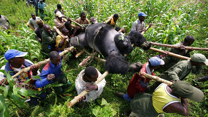 Threats to wildlife in Uganda
