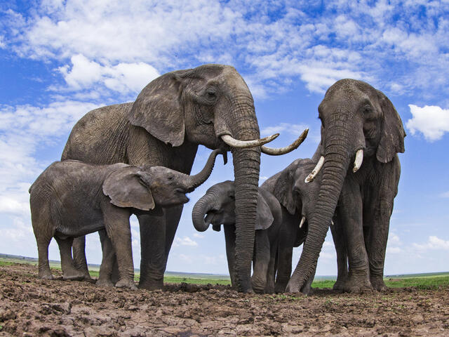 Frequently Asked Questions About African Safari