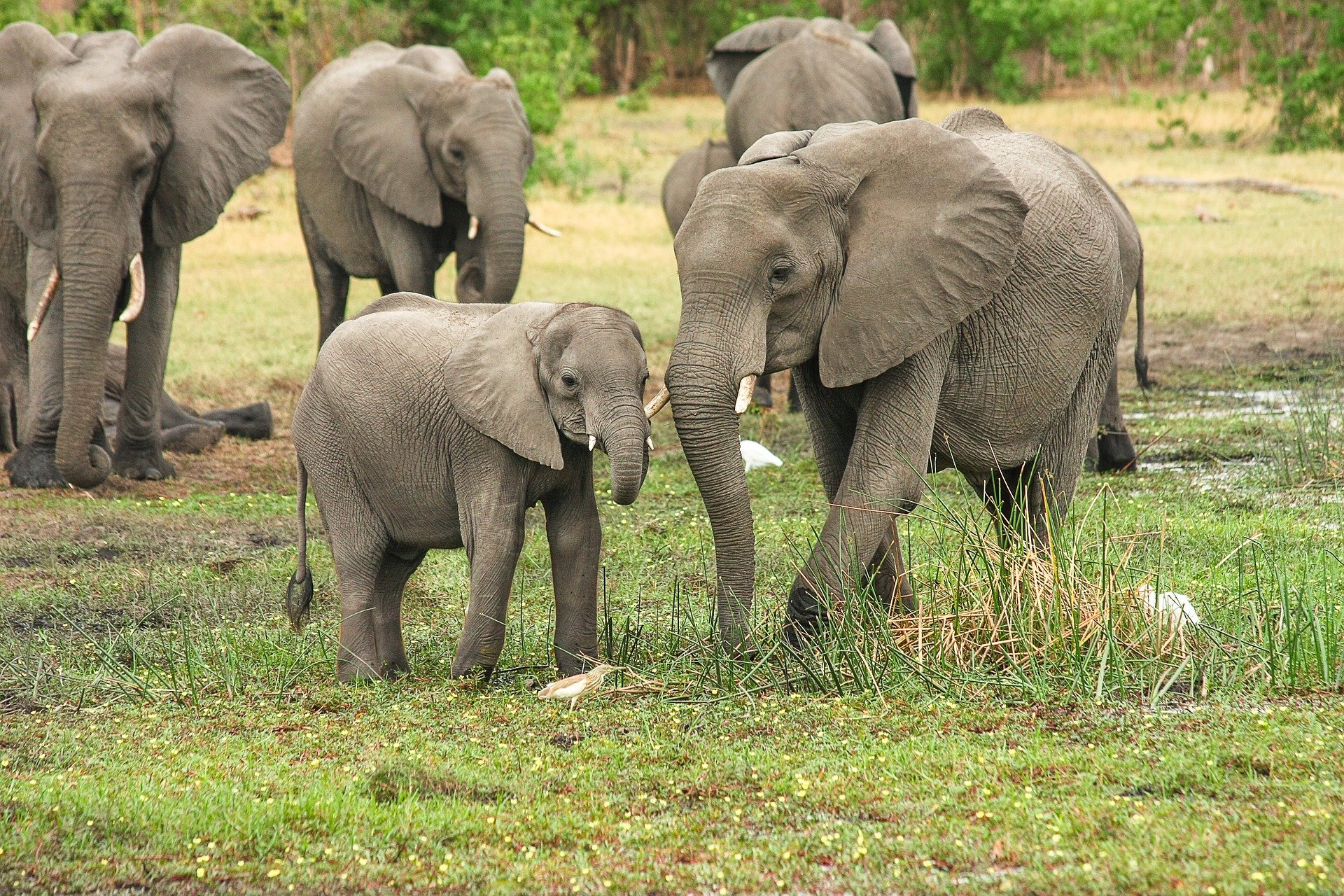 Fun Facts About African Elephants