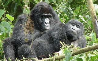 How Many National Parks Are In Western Uganda?