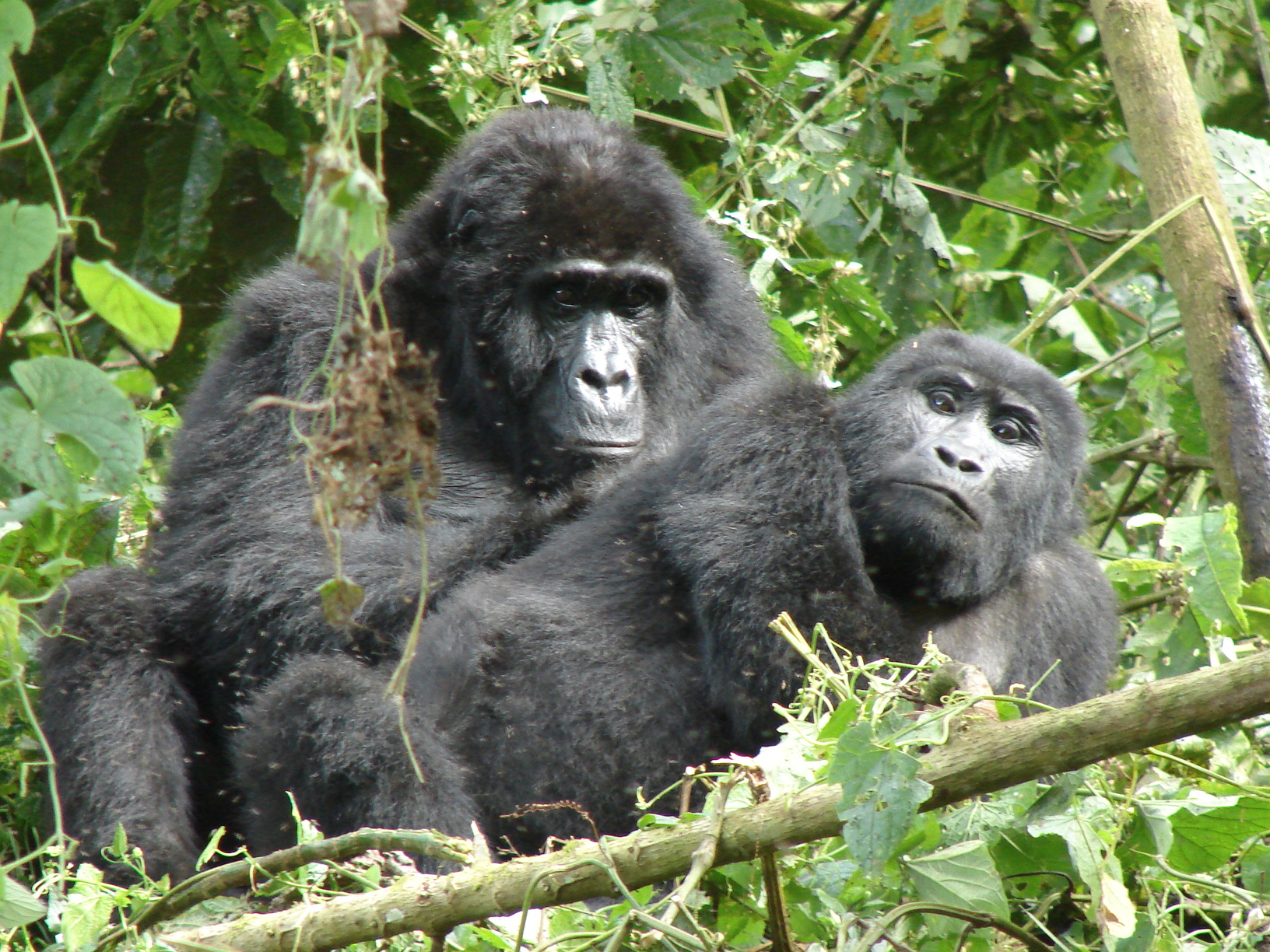Gorilla trekking Uganda from South Africa