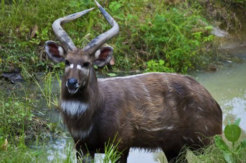 Fauna to see on a Safari in Uganda