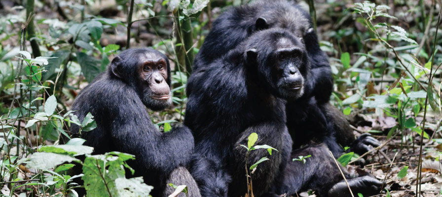 Chimpanzee Habituation Experience