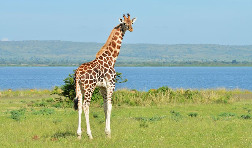 The Largest Game Reserve in Uganda 