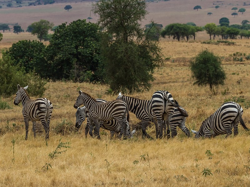 Kigezi Wildlife Reserve