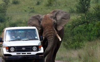 Uganda Safari 101: Everything You Should Know before You Leave