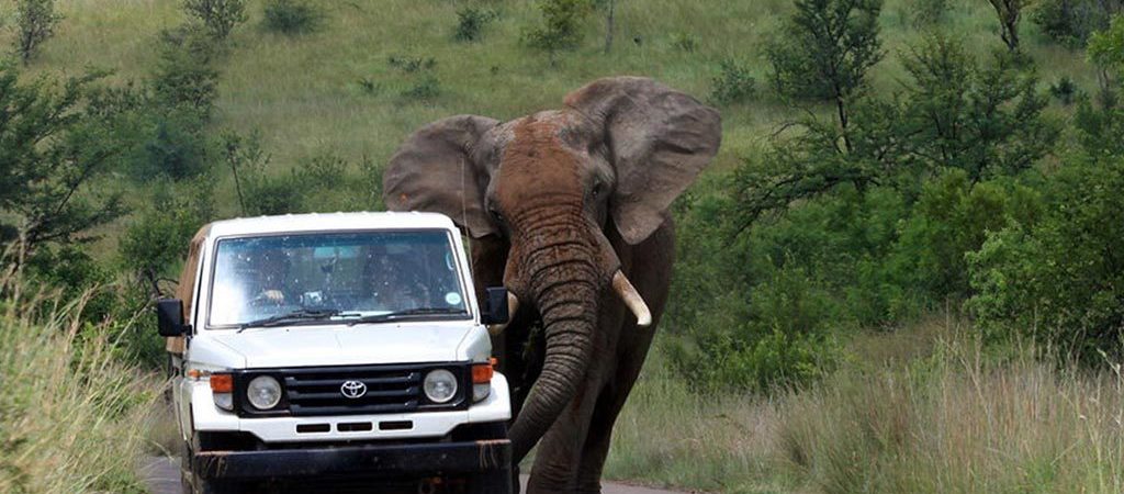 Uganda Safari 101: Everything You Should Know before You Leave