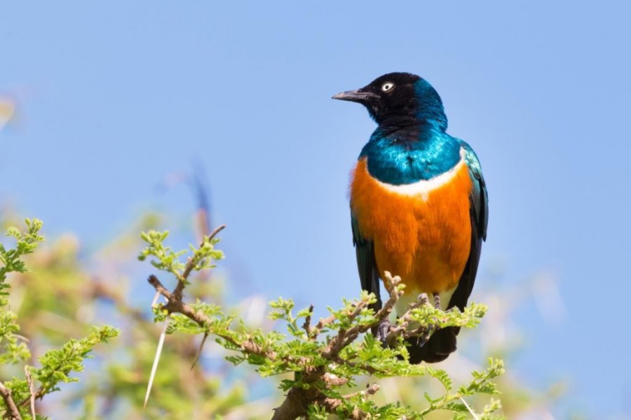 Game Reserves in Karamoja Region