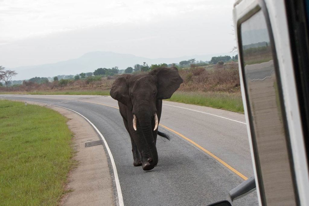 Safety during Game Drives in Uganda