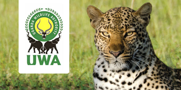 What Are The Roles And Responsibilities Of Uganda Wildlife Authority?