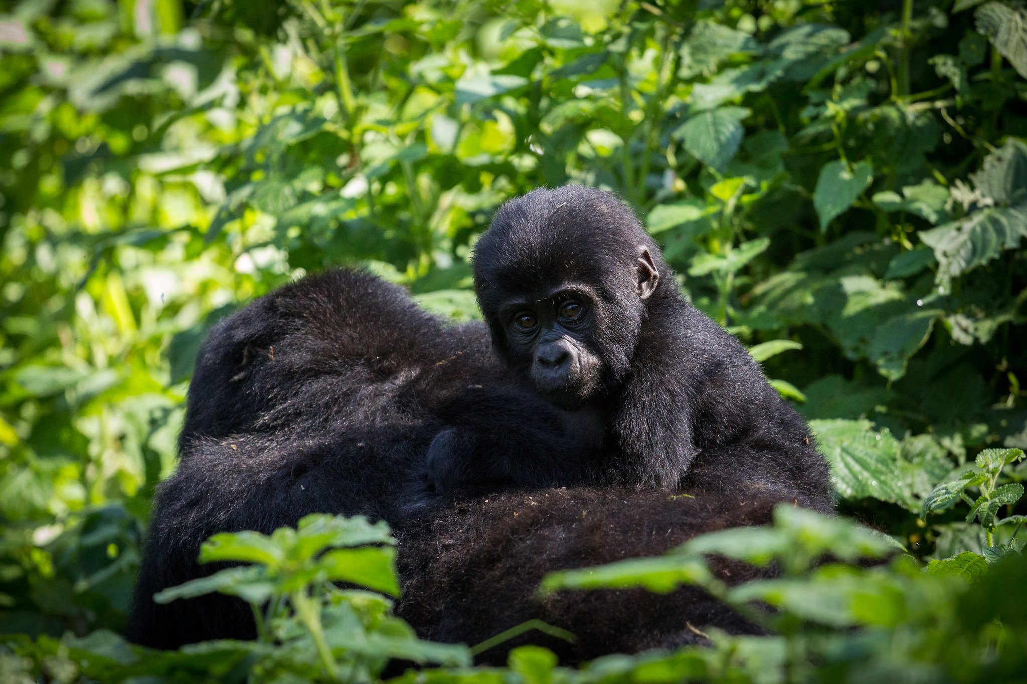 Gorilla trekking Uganda verses Rwanda