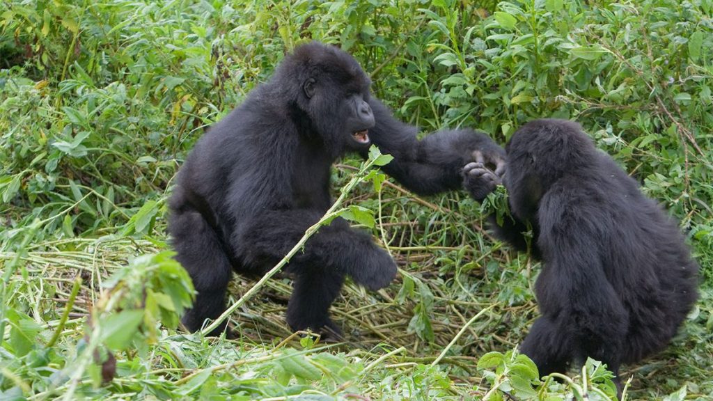 Gorilla families in Uganda