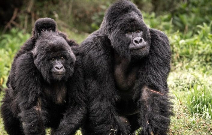 Nyakagezi gorilla family