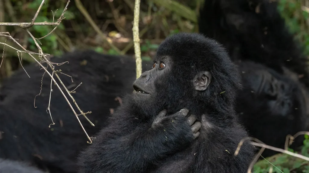 Budget gorilla trekking tours in Uganda