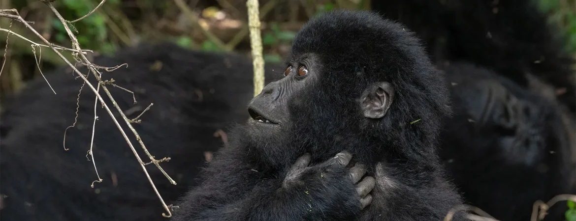Budget gorilla trekking tours in Uganda