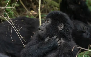 Budget gorilla trekking tours in Uganda