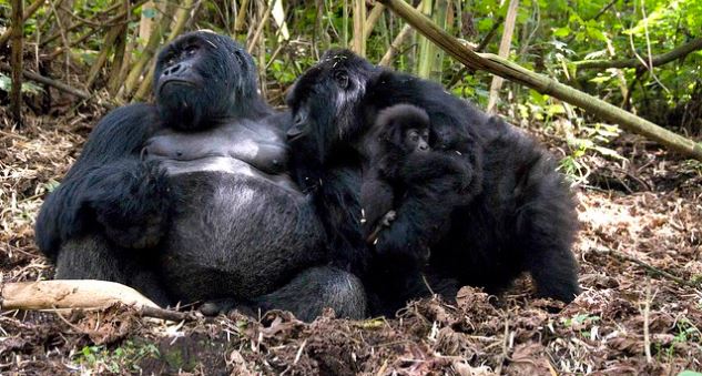 Nyakagezi gorilla family | Mgahinga national park | Uganda Gorilla Tours