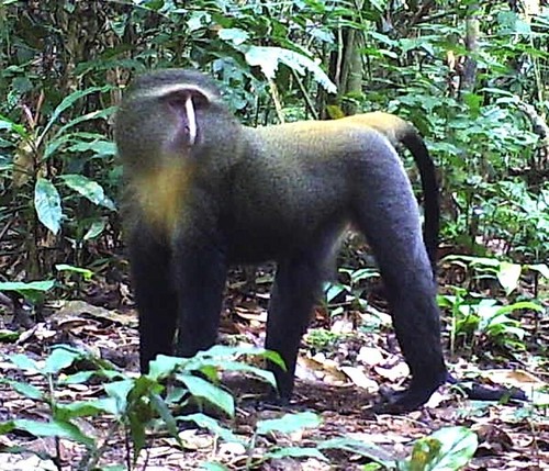 Tourism activities in Lomami National Park: Congo Safari