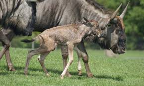 Mother’s Day safari