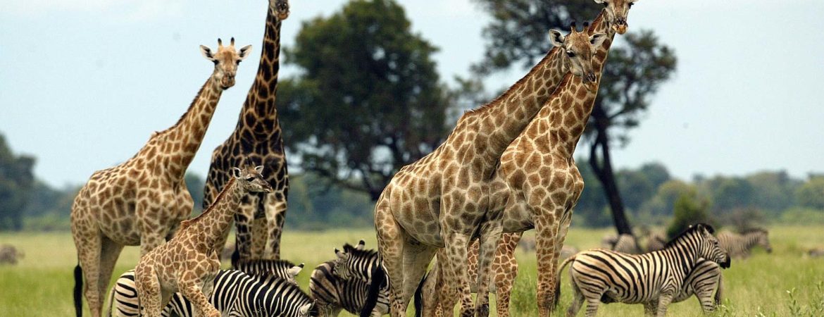 Uganda wildlife reserves