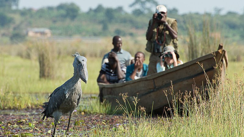 A guide to visiting Mabamba swamp in Uganda