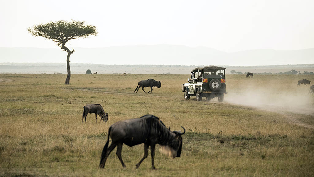 Why is December a peak safari month?