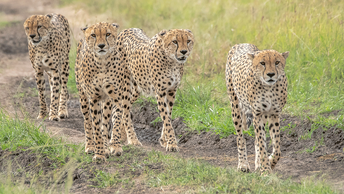 Maasai mara and Kidepo safari