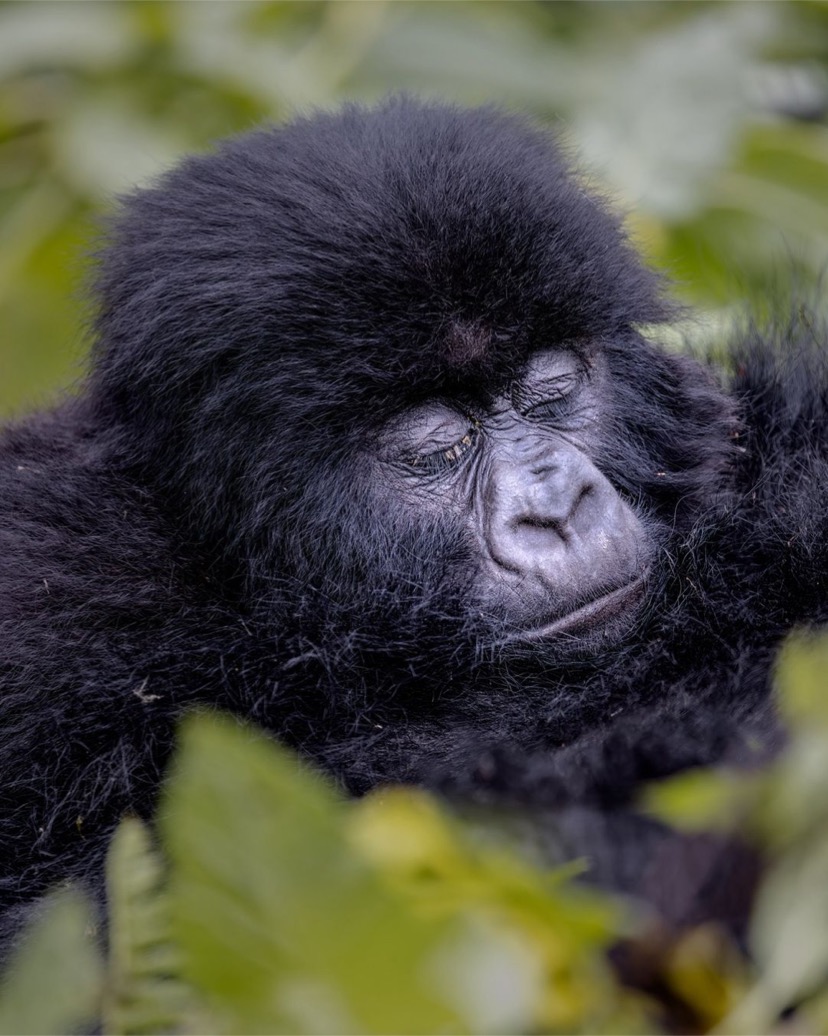 Mountain gorilla trekking wildebeest migration and savannah wildlife safari